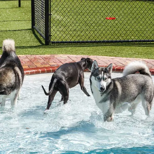 Huskies in pool at dog daycare and boarding